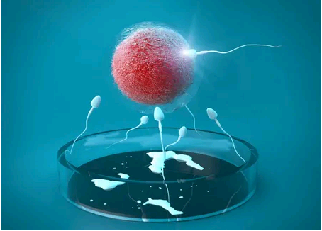 供卵试管婴儿的成功率&借卵选性别,幼儿智力开发六方