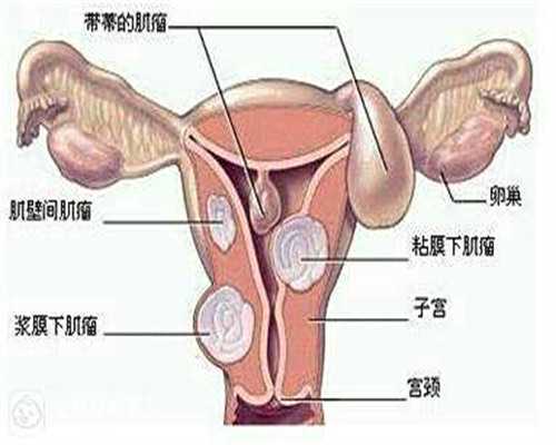 上海有代怀中心吗,2026年上海集爱和九院哪个试管生男女技术更好？