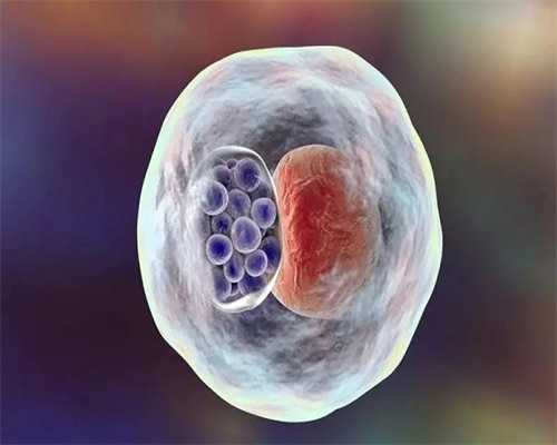 上海公立医院冻卵要多少钱？上海公立医院冷冻卵子费用表