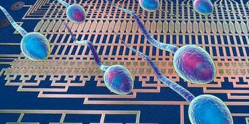 什么样的胚胎是优质胚胎呢？