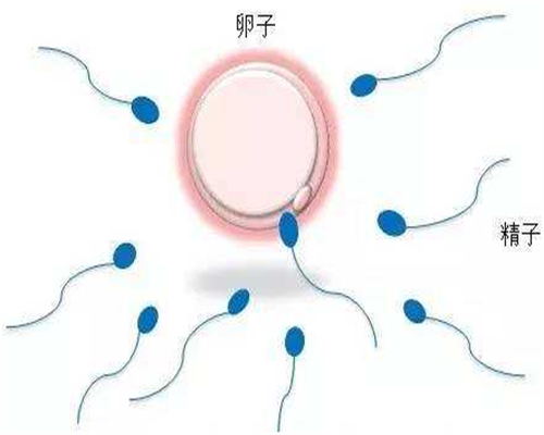 供卵胚胎移植成功率&供卵为什么好等很久,孕期如何做个好男人