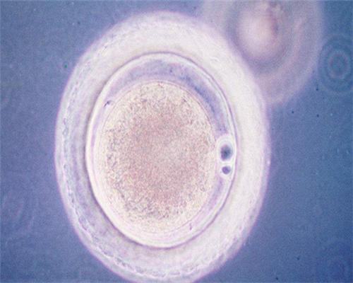 上海代孕套餐价钱表,2026年上海市供卵助孕机构名单汇总上海借卵生男孩无需排