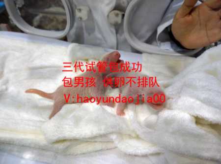 山大生殖医院供卵如何排队_上海供卵助孕价格_附睾炎艾灸哪个位置