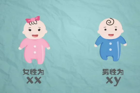 上海助孕总费用多少 上海冷冻卵子贵不贵？ ‘四维两条白线加凹槽女孩吗’